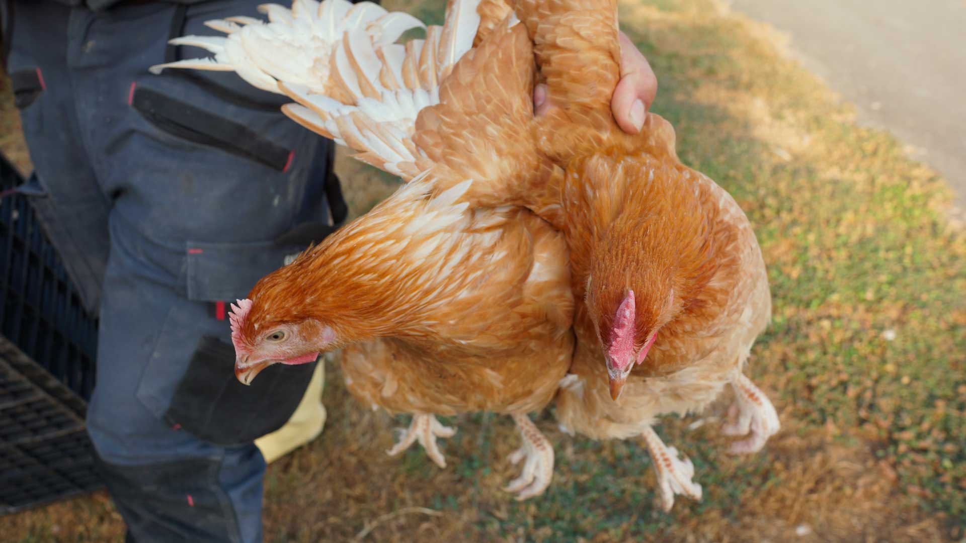 couverture-ramassage